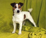 King Bassies Golden Girl Kelly