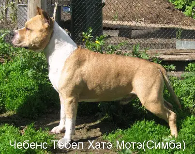 2ВОВ Chebens Tebel Hate Mote