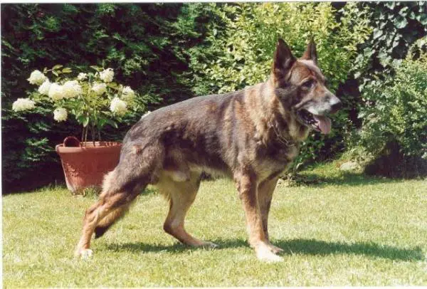 G Ferro vom listigen Vagabund