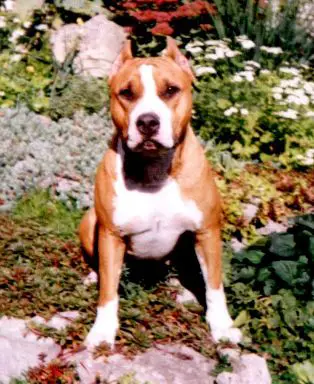 3XCAC, 3XBOS Liga B'juti Trai'b Moloss