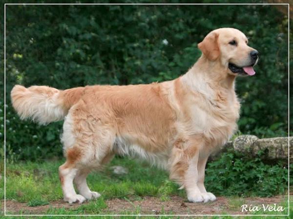 C.I.B. & MULTI CH. Ritzilyn Rick O'Shay