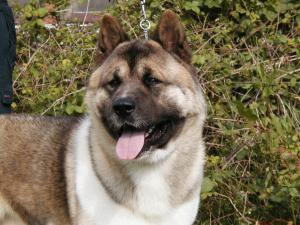 Shyllar Absolute Power