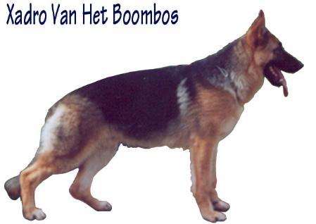 PA (GR) Xadro Van Het Boombos