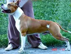 CH Kait Klassik Richard Lvinoe Serdtse