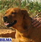 Bilma de Rompehuesos