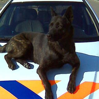 Holland ERAN v. Le Dobry