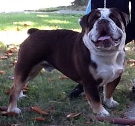 Pelto's Buster