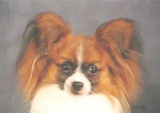 Ringlands Erik The Red at Sunshoo