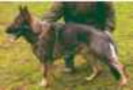 SG Kerria Rosenmärchen