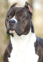 T'spirit of combreux du domaine de Zeus