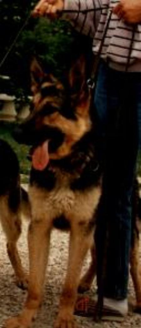 Cheyenne du Val des Hurles Vent