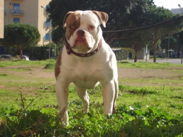 boada's hulk