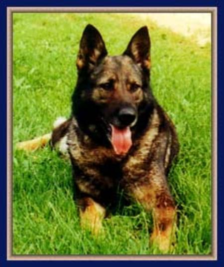 Calico von der Polizei