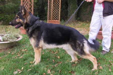 Sorgho des crocs de Heurtevent