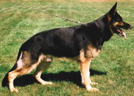 SG Bonny vom Alten Sundern