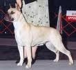 AKC CH UKC GRCH Hilltop's The Secrets Out!