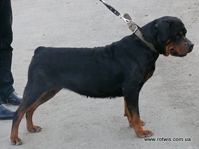 CAC, CH.UA Dasha From House Rotvis