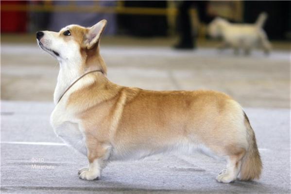 RUS,CLUB,FIN CH Beryllos Look At Me