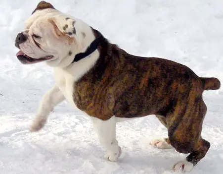 rhino tuff gucci of bulky built