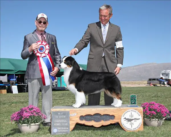 HOF GCH AKC/ASCA CH Harmony Hill's Money Talks