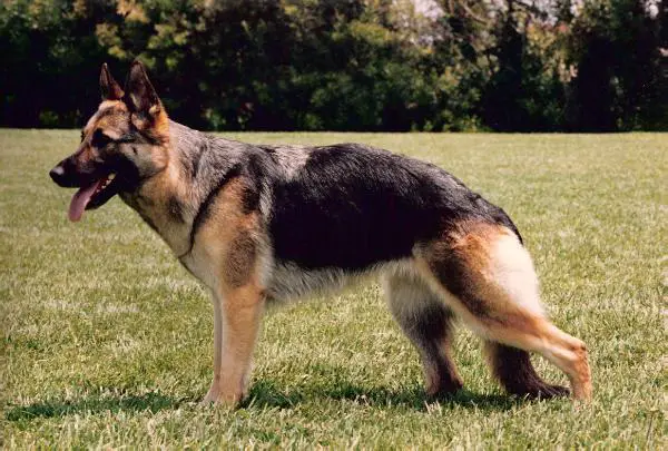 V Briggitta vom Theishof