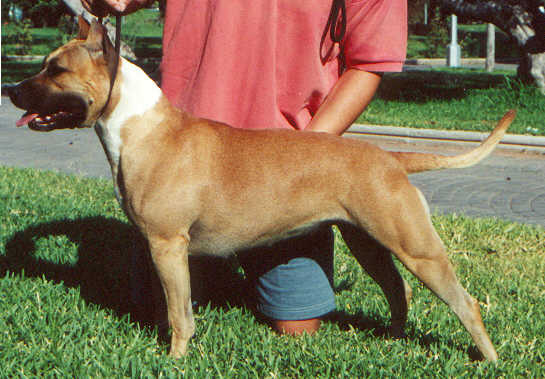 Ambar