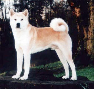 GER/LUX/NL/VDH CH Fujioh Go Sagami Imai