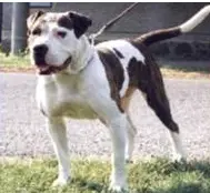 Kovacs Bulldog Azia