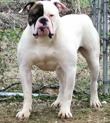 Bromley's Slim Shady II Punjab