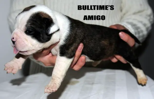 Bulltime'S Amigo
