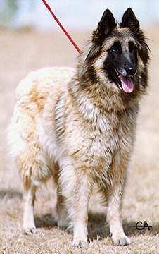 R. E. CH. FR. I'Kiss You De Condivicnum