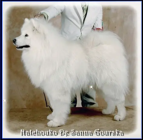 Natchouko De Sanna Gourska