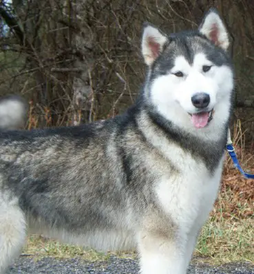 Kalamals She's Like The Wind