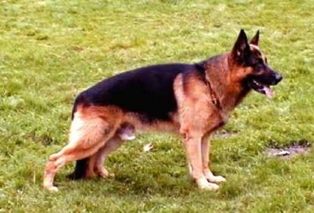 Imbar aus Wattenscheid