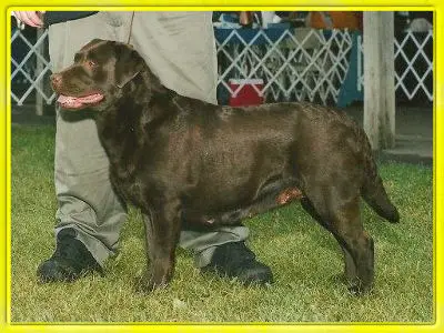 UKC GRCH Hayshaker's Solitaire Isis