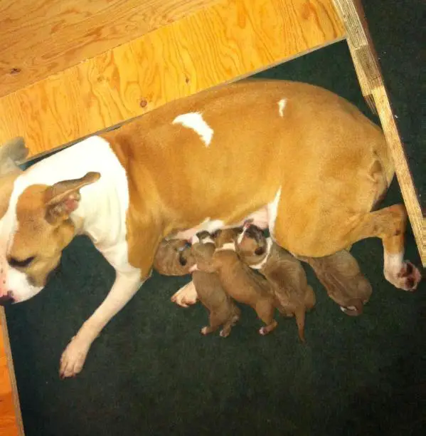 All or Nothing of Bazo-Town