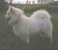 Aida Snezna Paseka