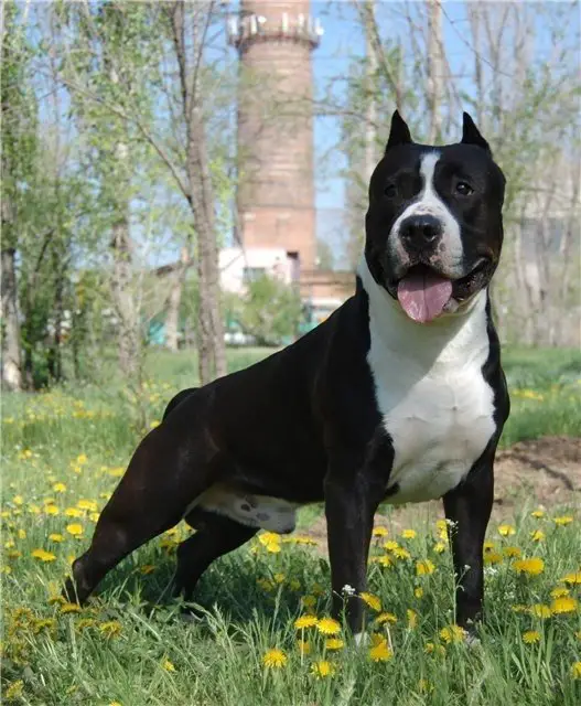 CH RUS, BEL,UKR,GRAN Pride Engeda`s Iz Doma Lankaster