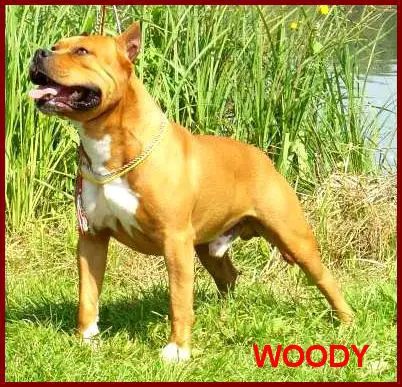 GRCH Szalai´s WOODY