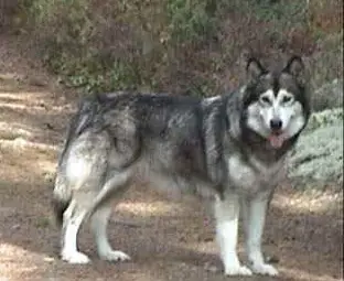 Frostfield Mad Maggie