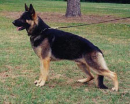 Jendhi Shepherds' Balder