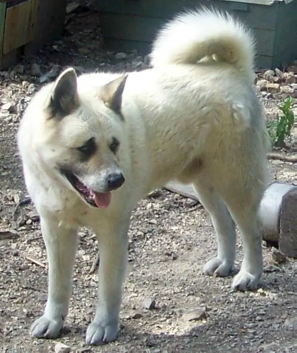 Kuma Of Rodriguez Hill