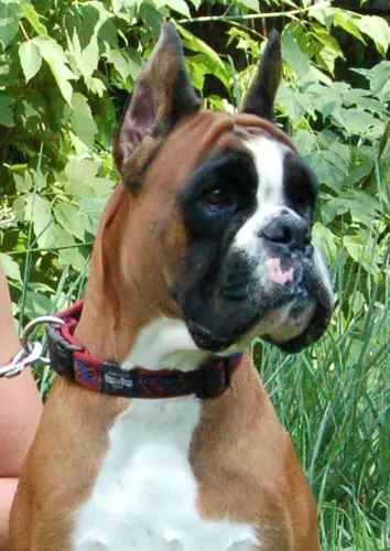 MULTI CH Brait's Forza Roma