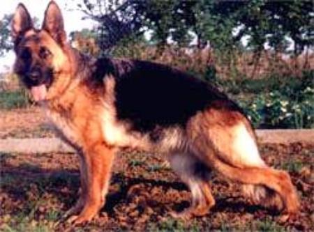 U Perle vom Nieuwlandshof