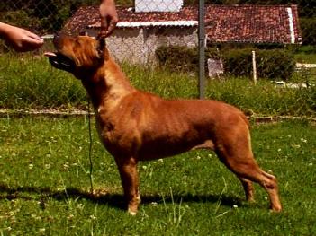MEX CH MULTY GROUP 1 Winning Sky Rovelo