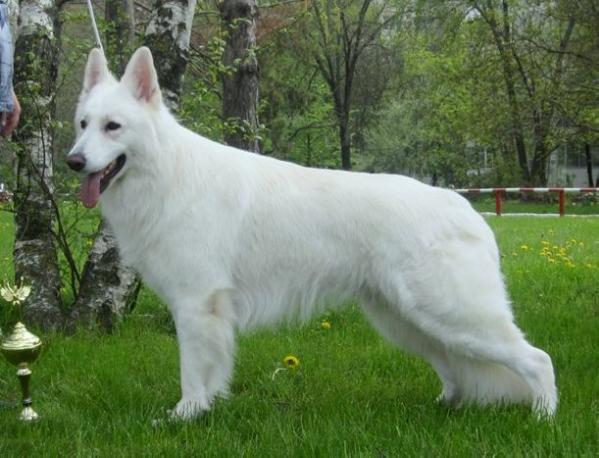 MULTI CH, INTER CH Baltic Beauty Defender Glorious