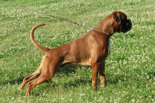 Ultimo Optima grata
