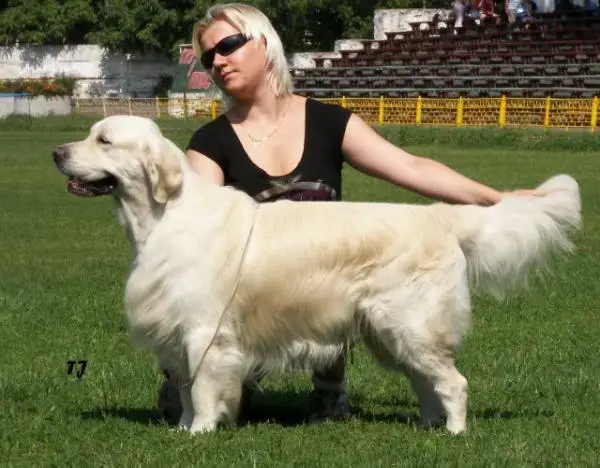 INTERCHAMPION Lad Unity Ice Angel