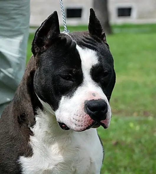 Helicon Black Dragon Blood Diamond of Mirza