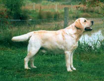 CH Tapeatom Gadding Around At Sandylands